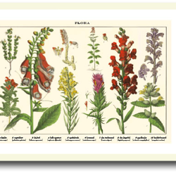 Natur plakat 30x40cm i ramme