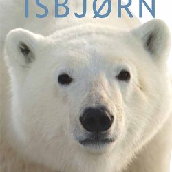 Isbjrn