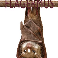 Flagermus