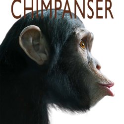 Chimpanser