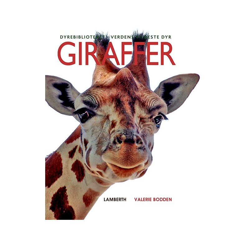 Giraffer