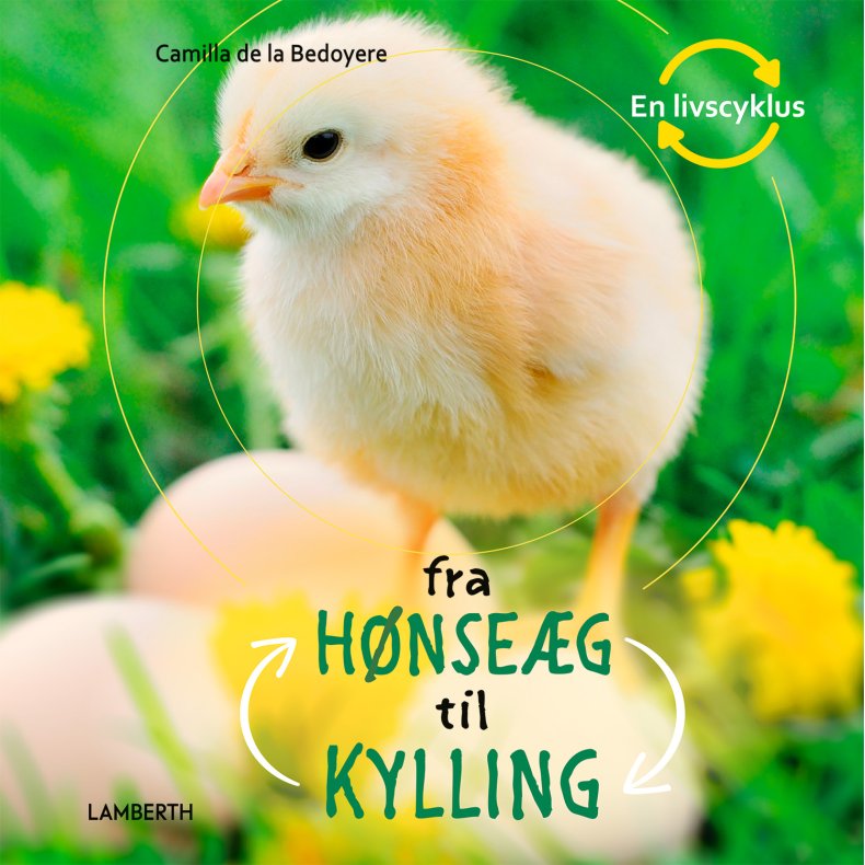 Fra hnseg til kylling