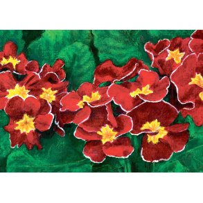 Note Card w. coloured envelope