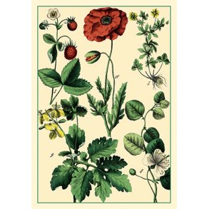 Natur - flora dobbeltkort