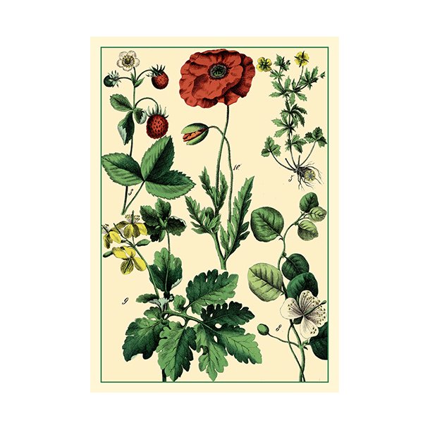 Nature - flora note card