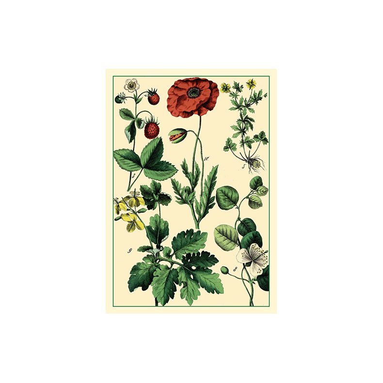 Natur - flora dobbeltkort