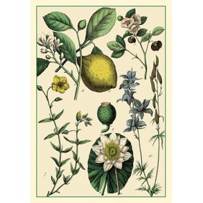 Natur - flora dobbeltkort