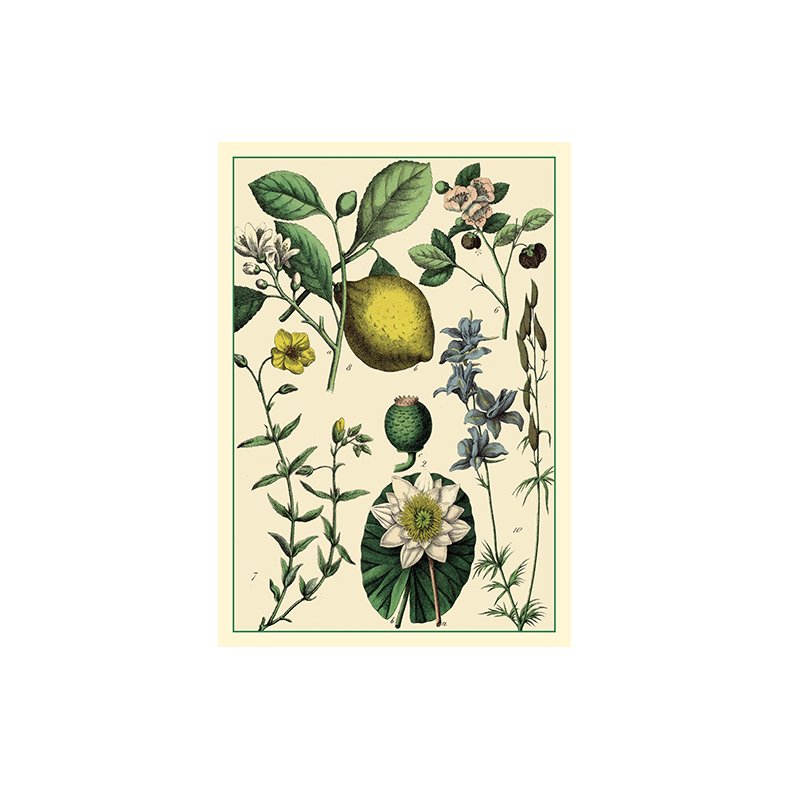 Natur - flora dobbeltkort