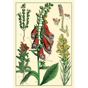 Natur - flora dobbeltkort