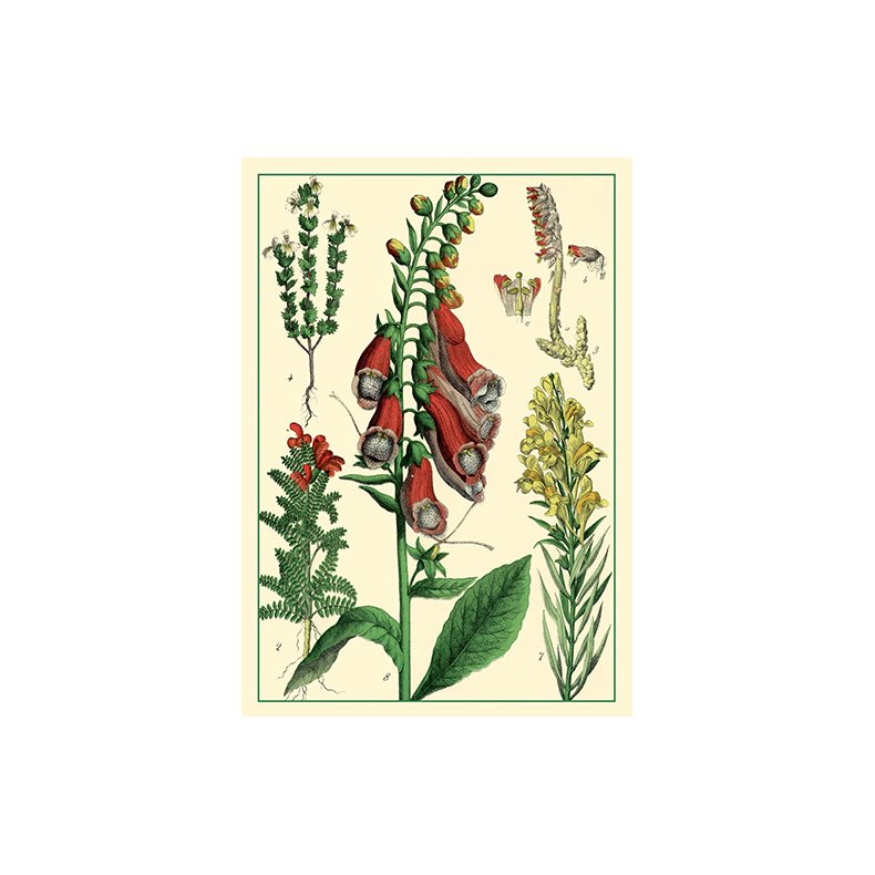 Natur - flora dobbeltkort