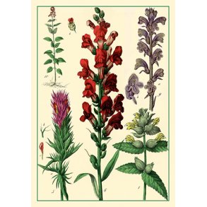 Natur - flora dobbeltkort