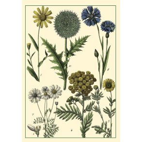 Natur - Flora dobbeltkort