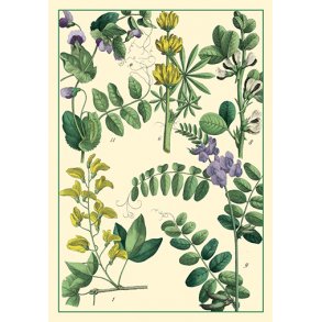 Natur - flora dobbeltkort