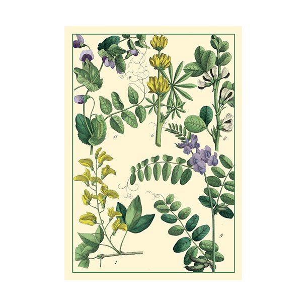 Nature - flora note card