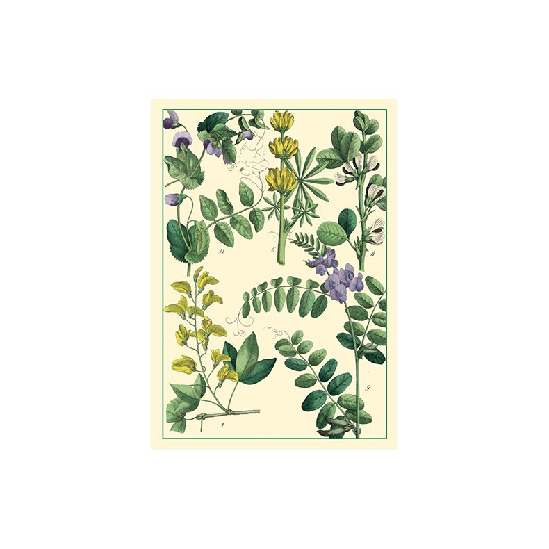 Natur - flora dobbeltkort