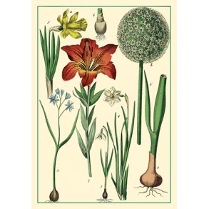 Natur - flora dobbeltkort