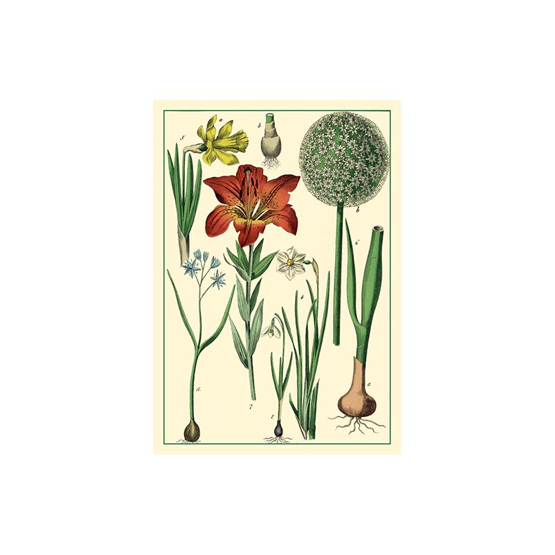 Natur - flora dobbeltkort