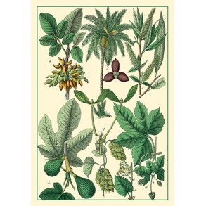 Natur - flora dobbeltkort