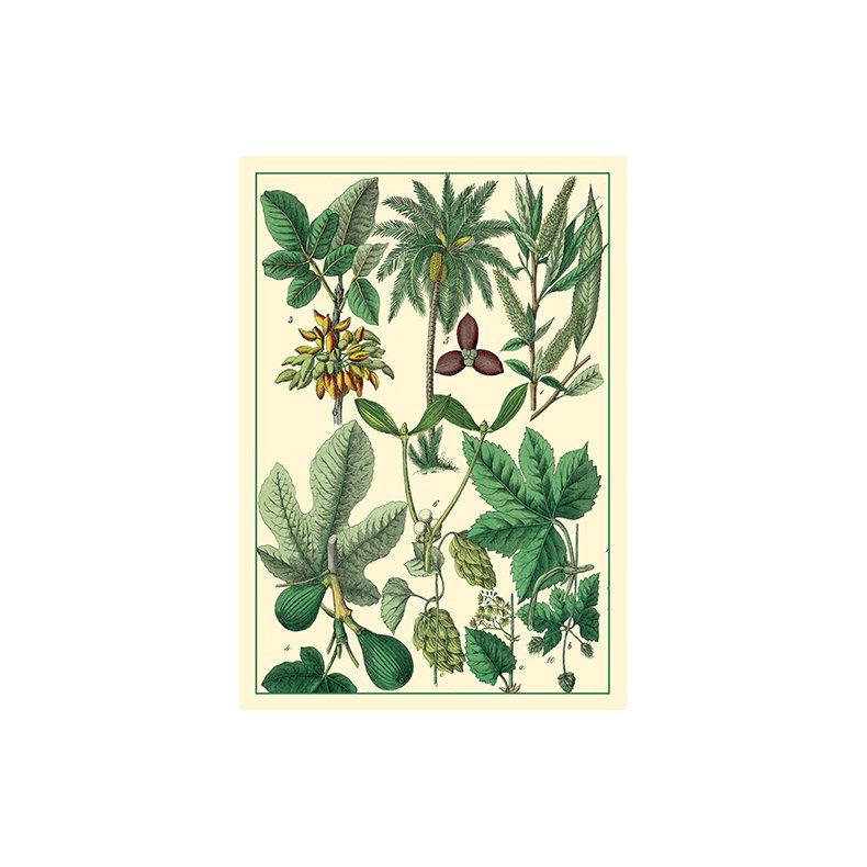Natur - flora dobbeltkort