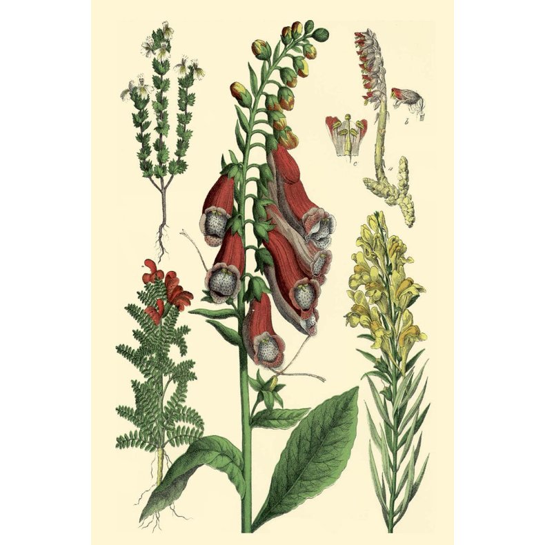 Flora gavemrke