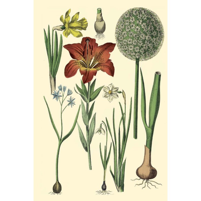 Flora gavemrke
