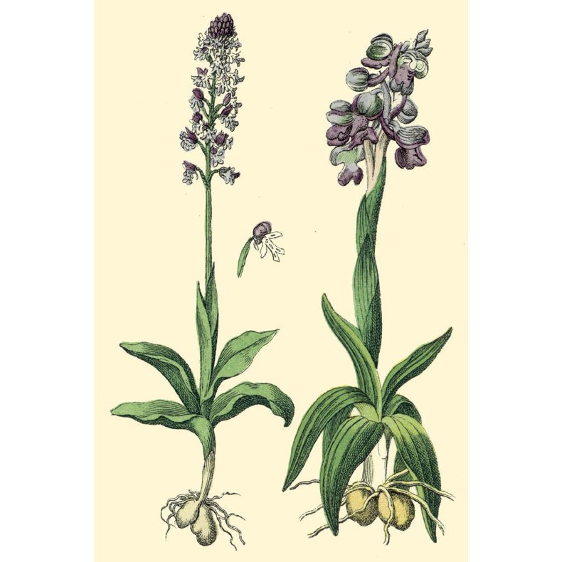 Flora gavemrke