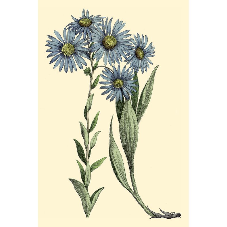 Flora gavemrke