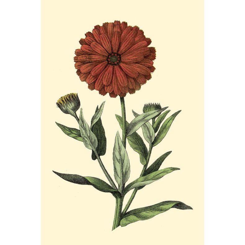 Flora gavemrke