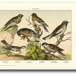 Natur plakat 30x40cm i ramme