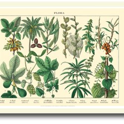 Natur plakat 30x40cm i ramme