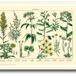 Natur plakat 30x40cm i ramme