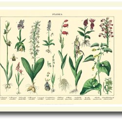 Natur plakat 30x40cm i ramme