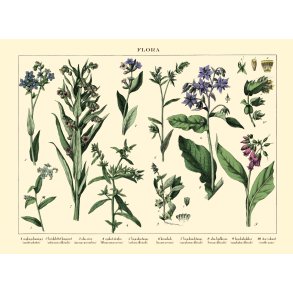 Natur plakat 30x40cm