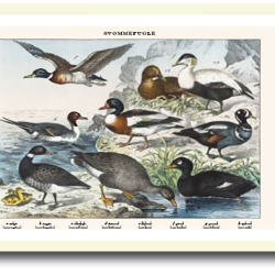 Natur plakat 30x40cm i ramme