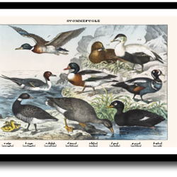 Natur plakat 30x40cm i ramme