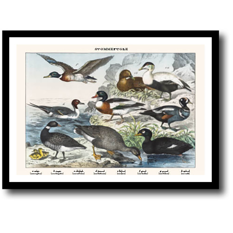 Natur plakat 30x40cm i ramme