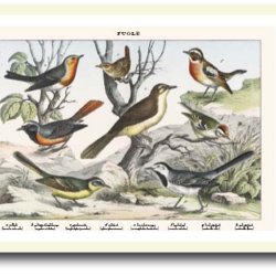 Natur plakat 30x40cm i ramme