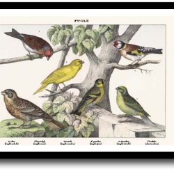 Natur plakat 30x40cm i ramme