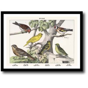 Natur plakat 30x40cm i ramme