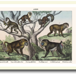 Natur plakat 30x40cm i ramme