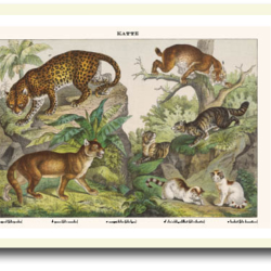 Natur plakat 30x40cm i ramme