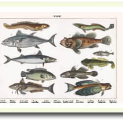 Natur plakat 30x40cm i ramme