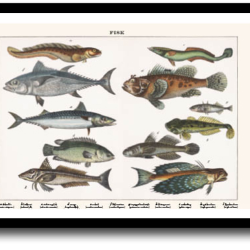 Natur plakat 30x40cm i ramme