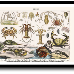 Natur plakat 30x40cm i ramme