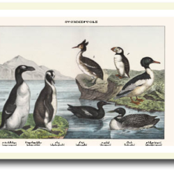 Natur plakat 30x40cm i ramme