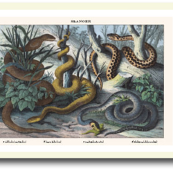 Natur plakat 30x40cm i ramme