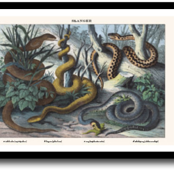 Natur plakat 30x40cm i ramme