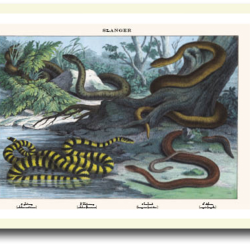 Natur plakat 30x40cm i ramme