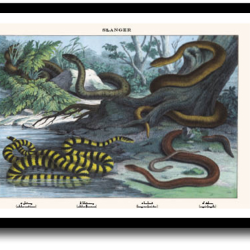 Natur plakat 30x40cm i ramme