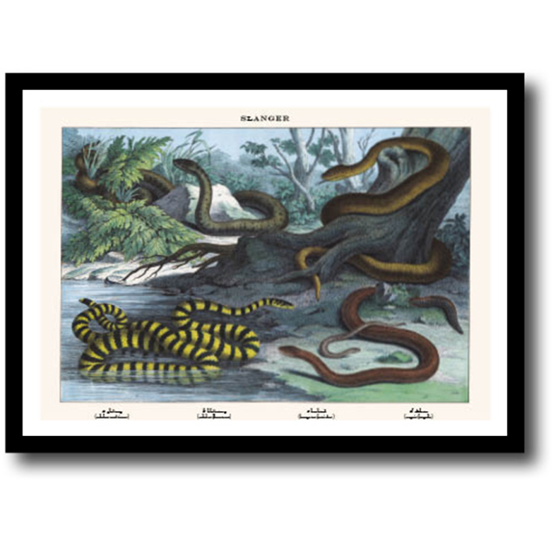 Natur plakat 30x40cm i ramme